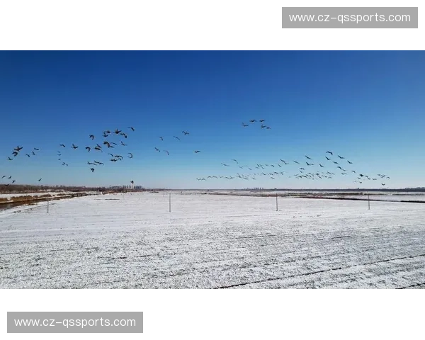 越后之雪,首都之巅:新泻天鹅能否在东京的钢铁丛林中翩跹起舞? 越后之雪,首都之巅:新泻天鹅能否在东京的钢铁丛林中翩跹起舞?